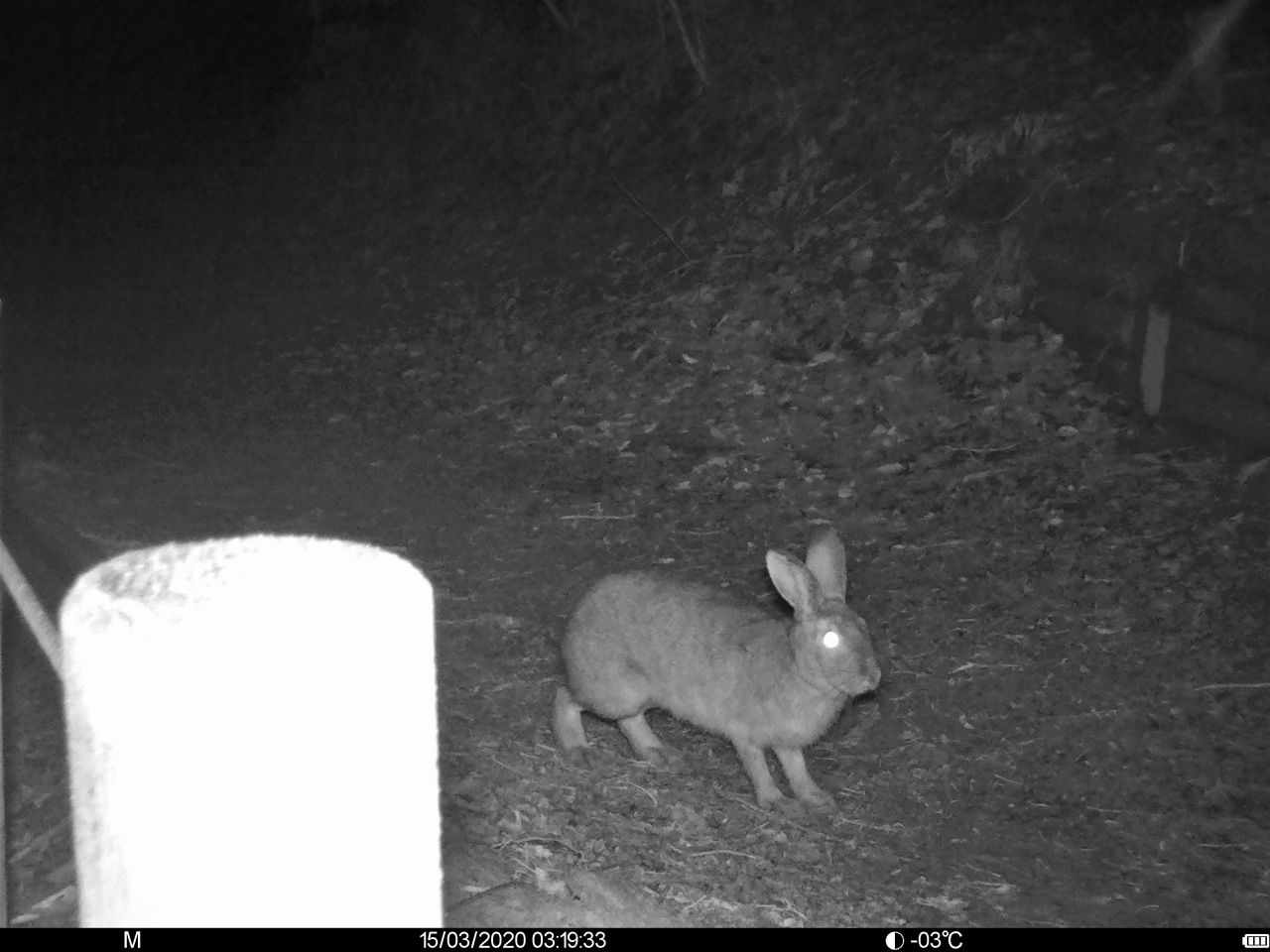 ウサギ（ニホンノウサギと推測）