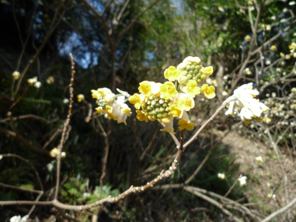 ミツマタの花