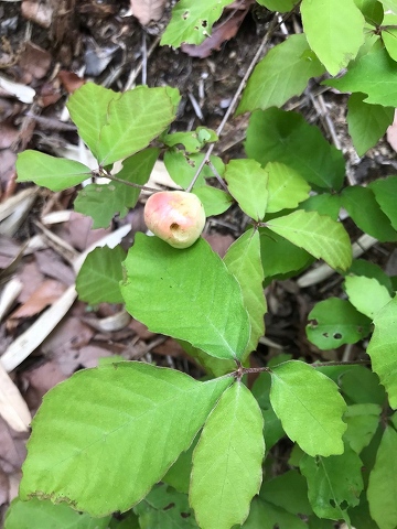 コナラの虫こぶ
