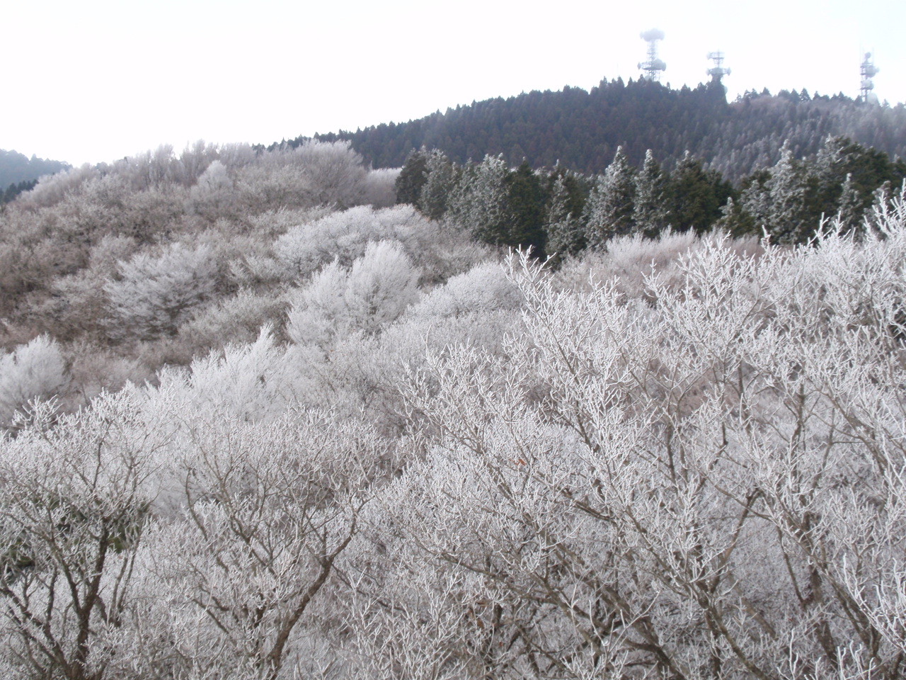 展望台から見る樹氷