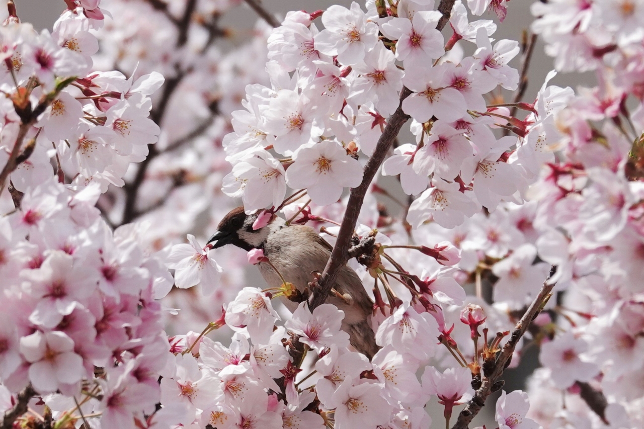 写真３　サクラの花を切り取るスズメ（大阪市内の公園）