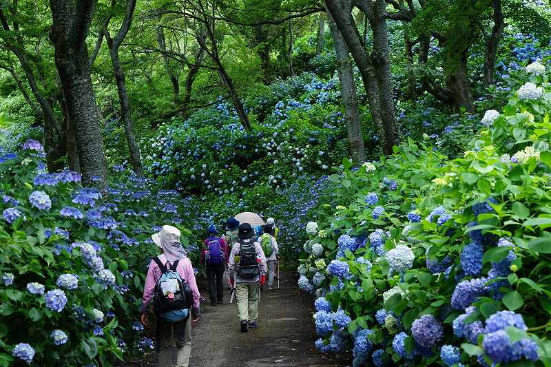 10年に1度の咲きっぷりとか…