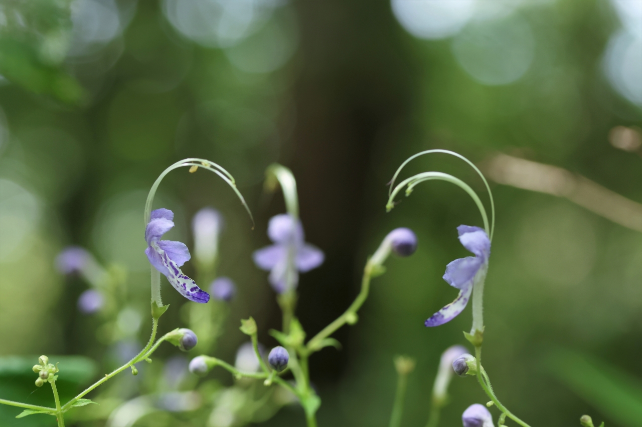 写真3a 　トラマルハナバチが止まる前の花