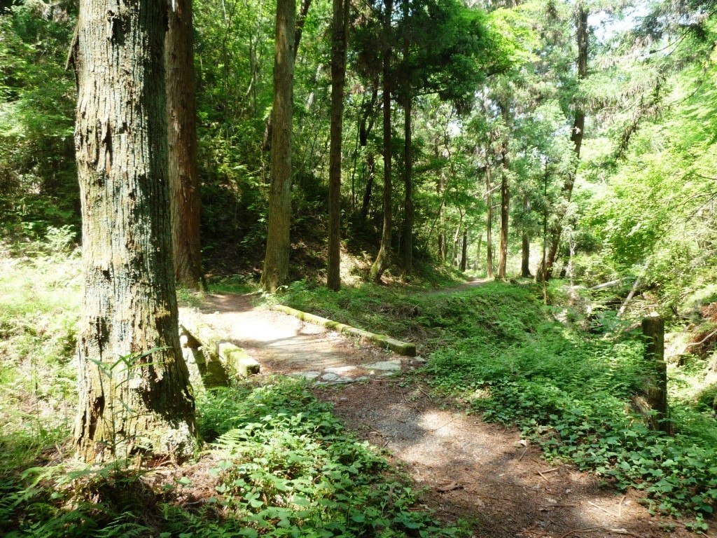 静かな林間