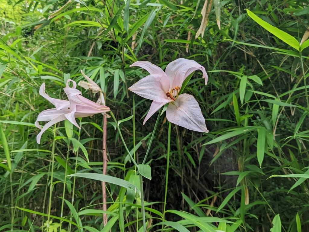 ササユリの名残花