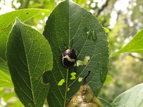 アカスジキンカメムシの5齢幼虫