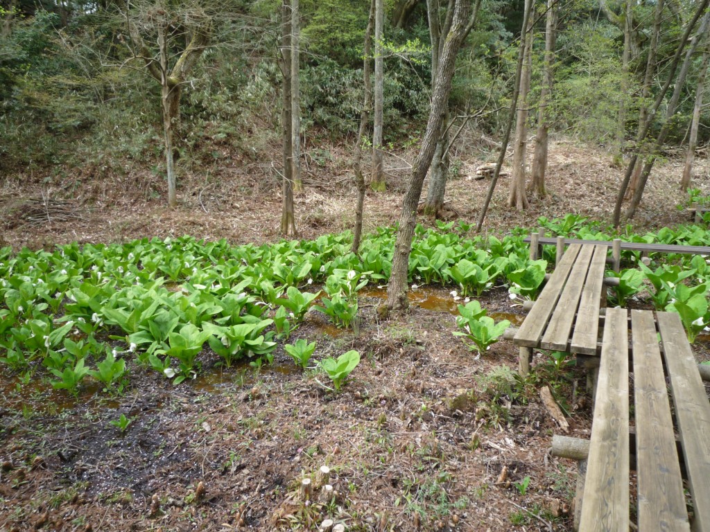 八ツ橋のミズバショウ