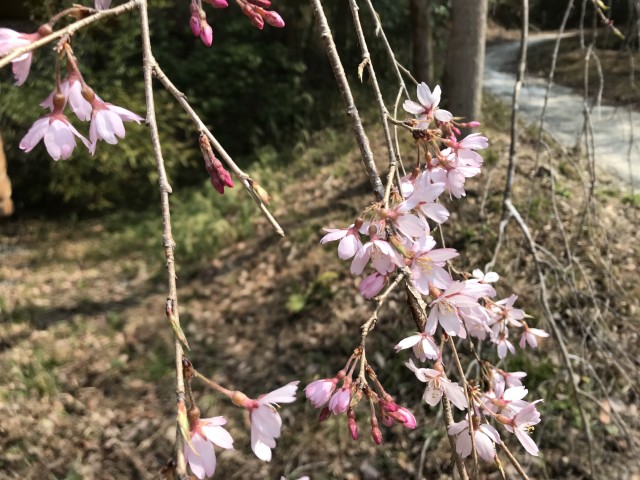 シダレザクラ
