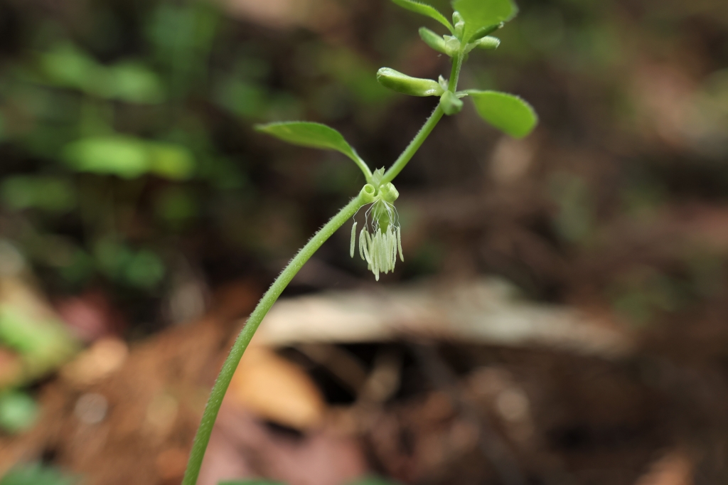 写真３　ヤマトグサの花