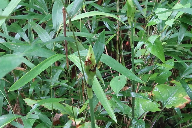 ウバユリ花茎