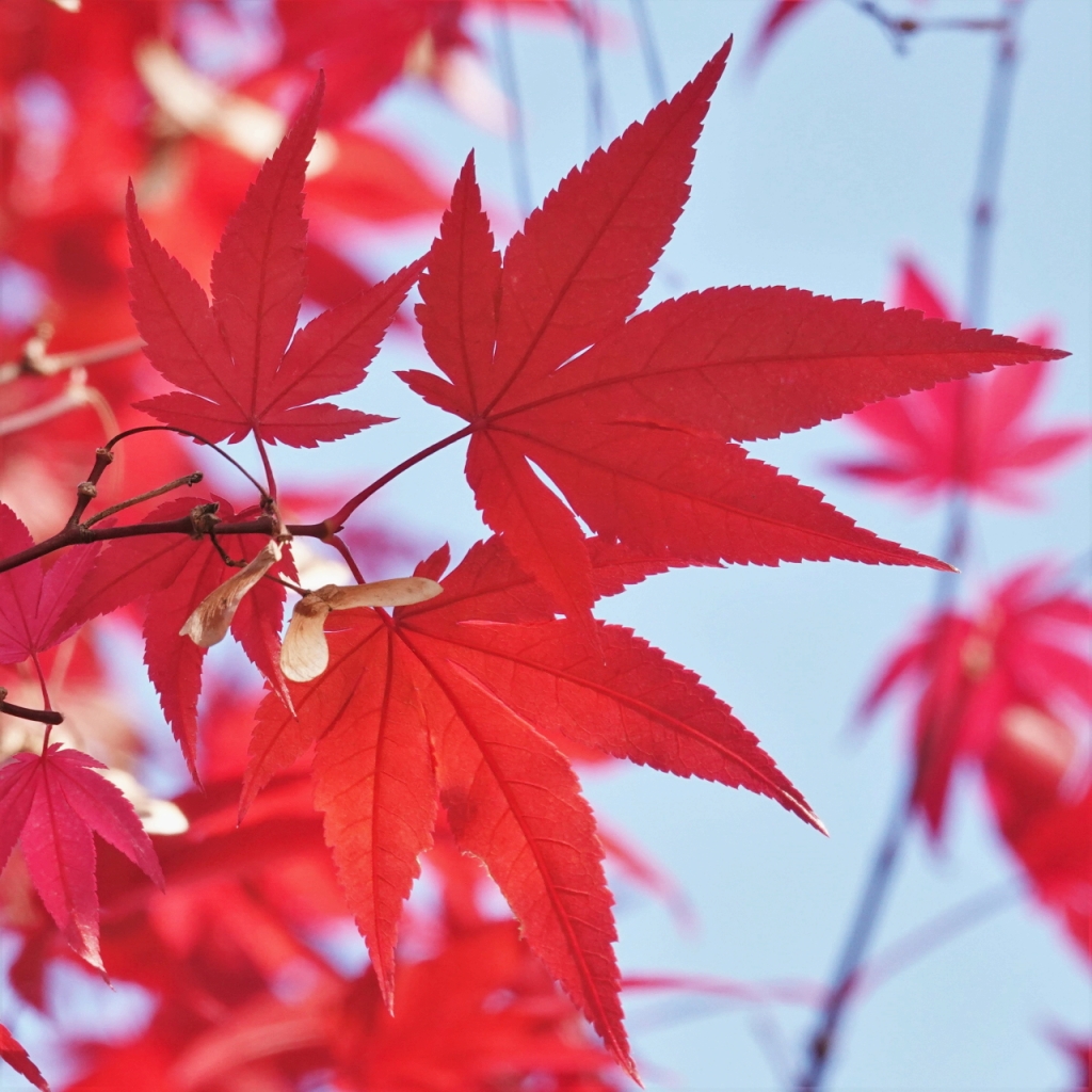 写真1-3 カエデの仲間の種