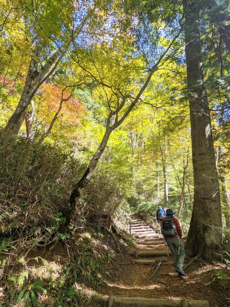 千早本道　山頂付近の紅葉（１）