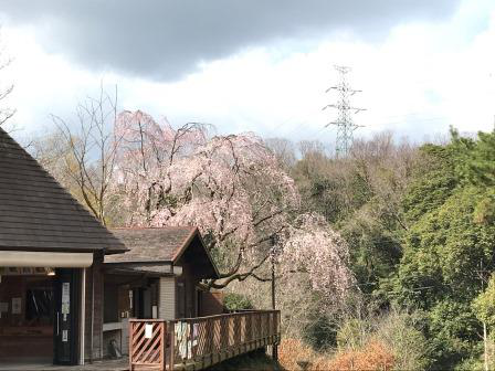 しだれ桜開花（園地案内所）