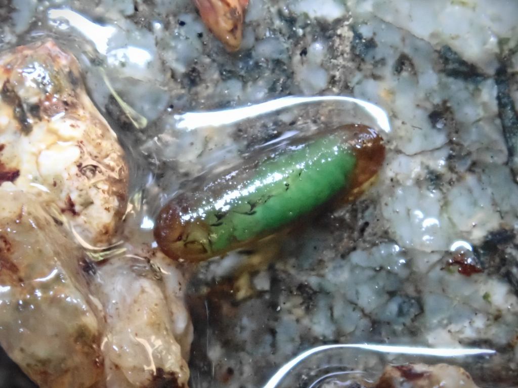 何かの幼虫か？