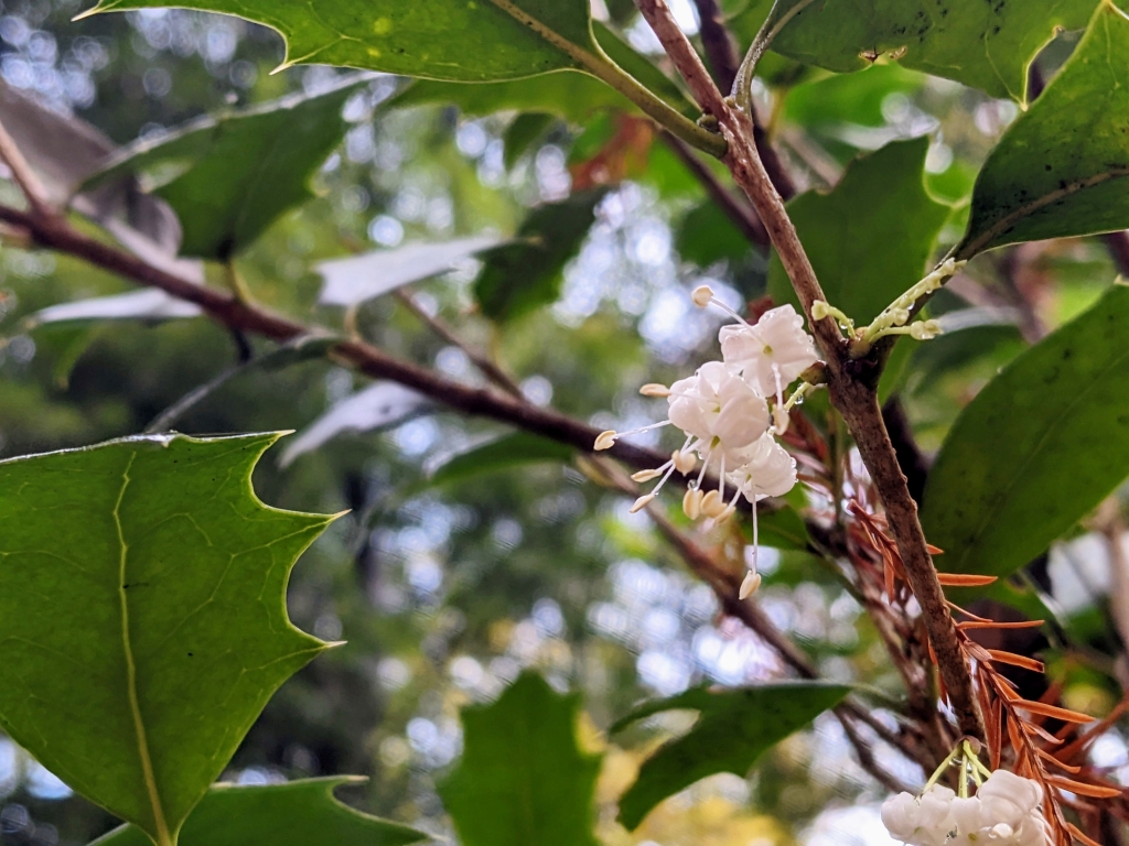 ヒイラギの花（これは雄花、雌花はいずこに）