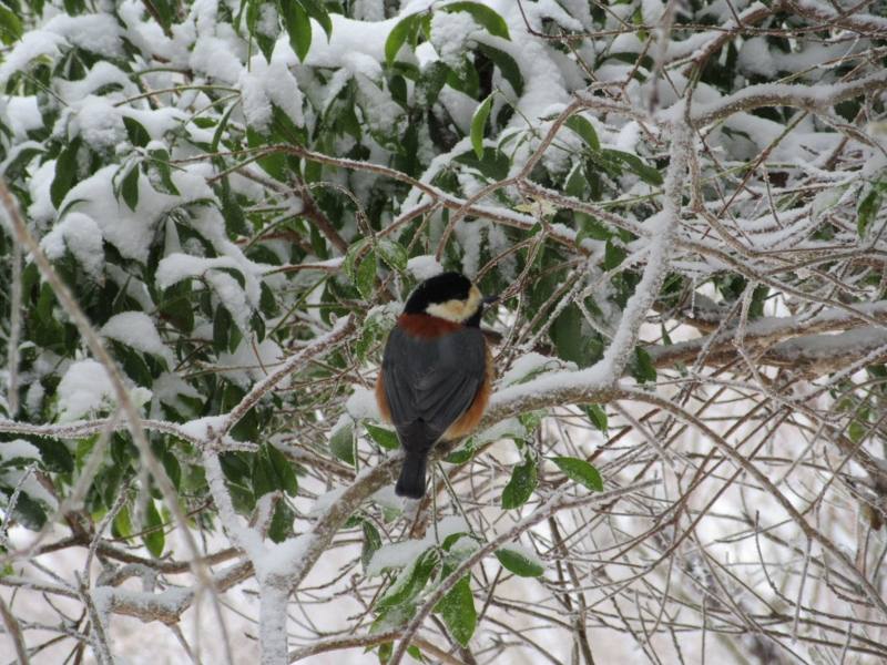 ヤマガラは雪の中でも元気です。