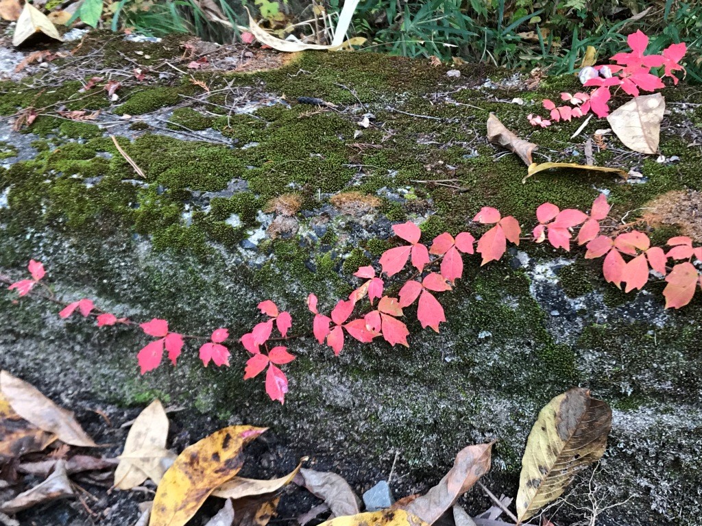 ツタの紅葉