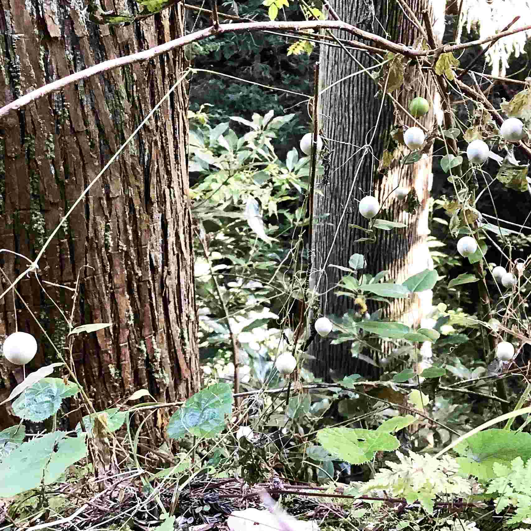 スズメウリ