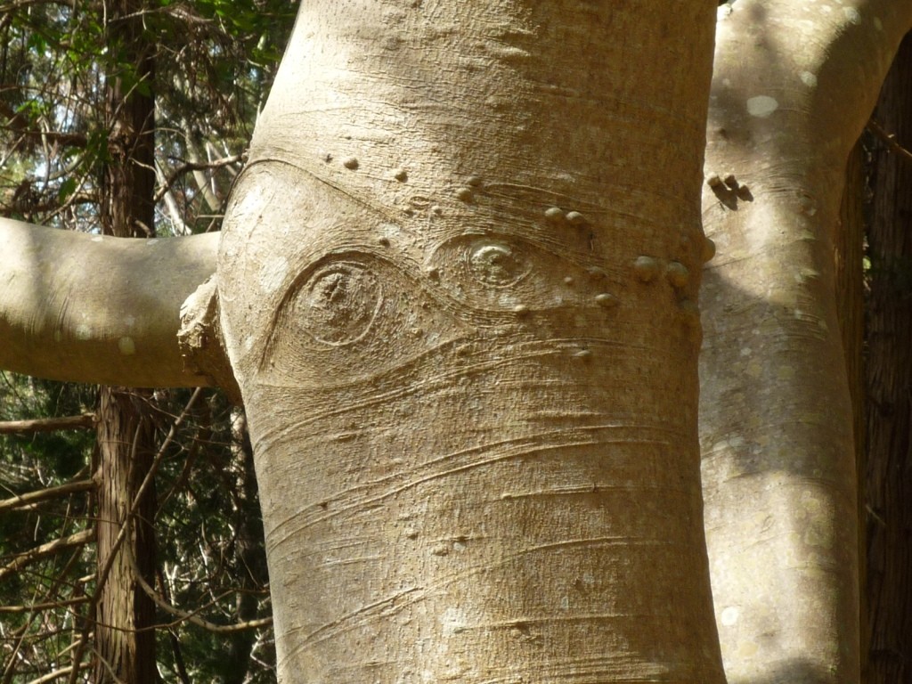 くろんど「目玉の木」　 どうすれば木に目玉ができるのやら?