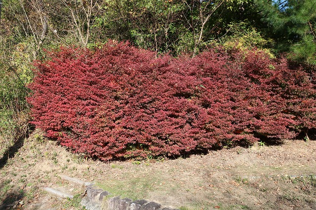 ドウダンツツジ