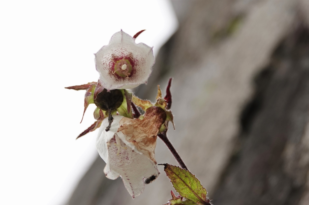 ホタルブクロの花の中（下からのぞいたところ）