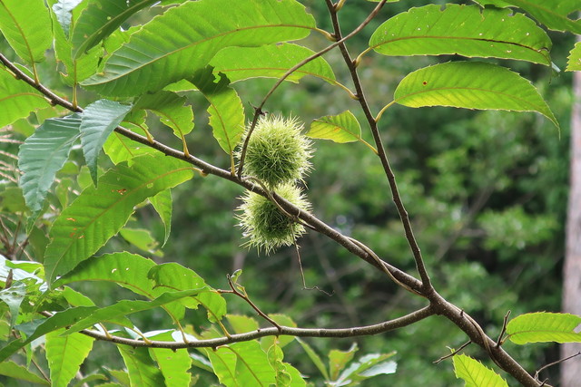 クヌギ植林地の栗（群生してません）