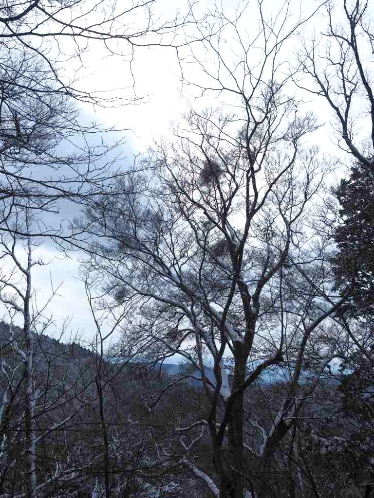 ブナの木に寄生するヤドリギ