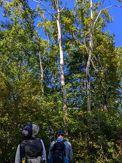 ヤマナラシの木