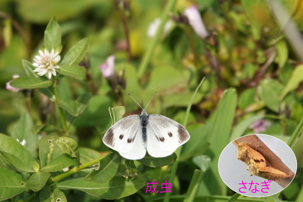 写真１－５　さなぎで越冬の例（モンシロチョウ）