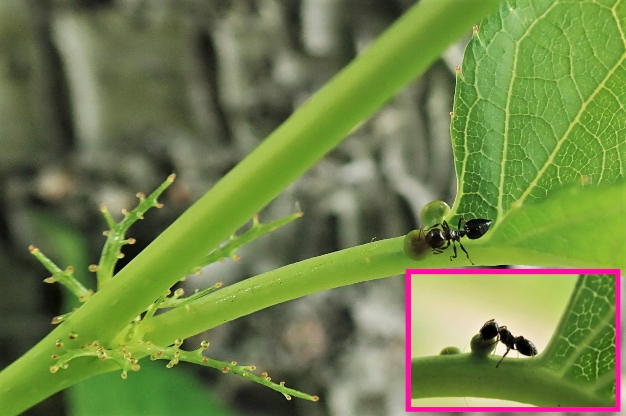写真5.花外蜜腺で蜜を吸うシリアゲアリの仲間