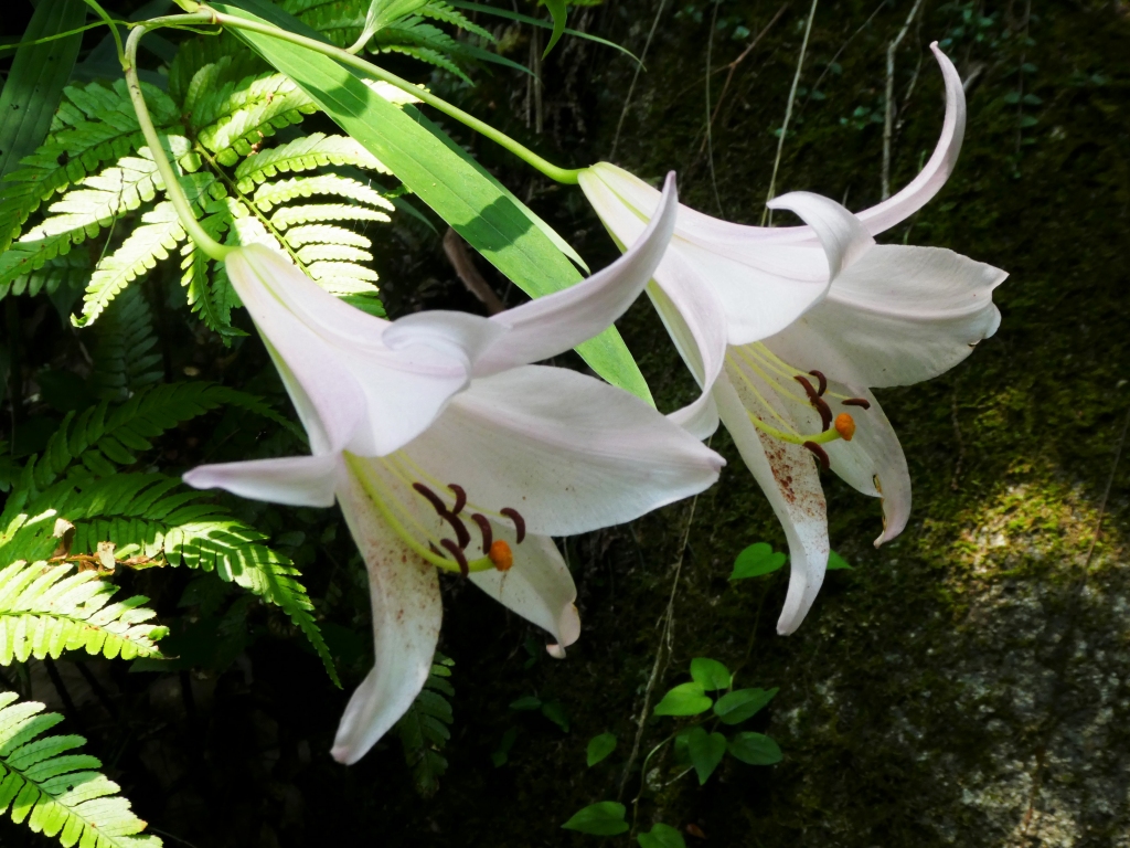 ササユリ（花びらの下側に花粉がついている）