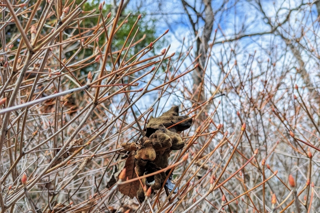 赤い芽を伸ばしたドウダンツツジに落ちてきたヌルデの虫こぶ