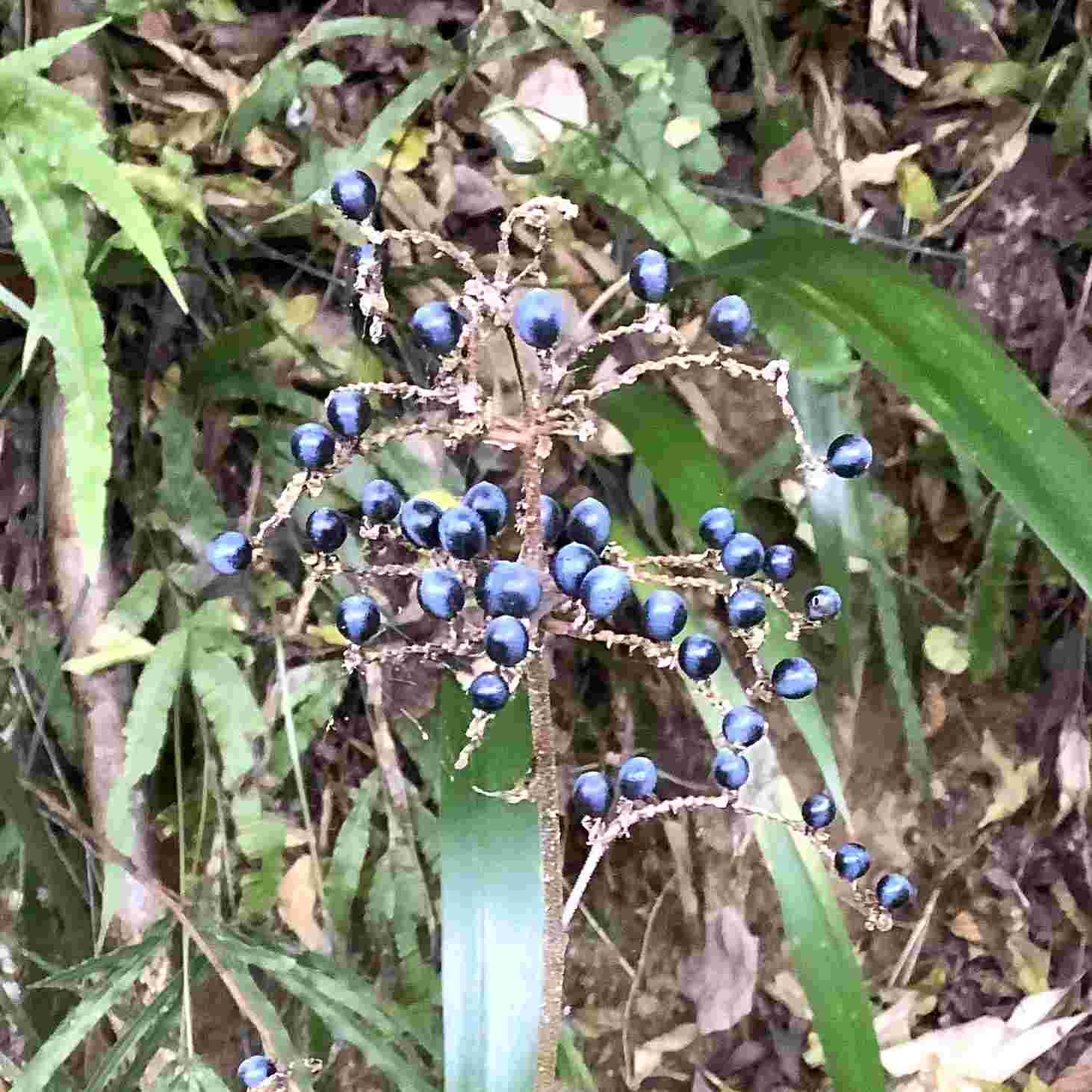 ヤブミョウガの実