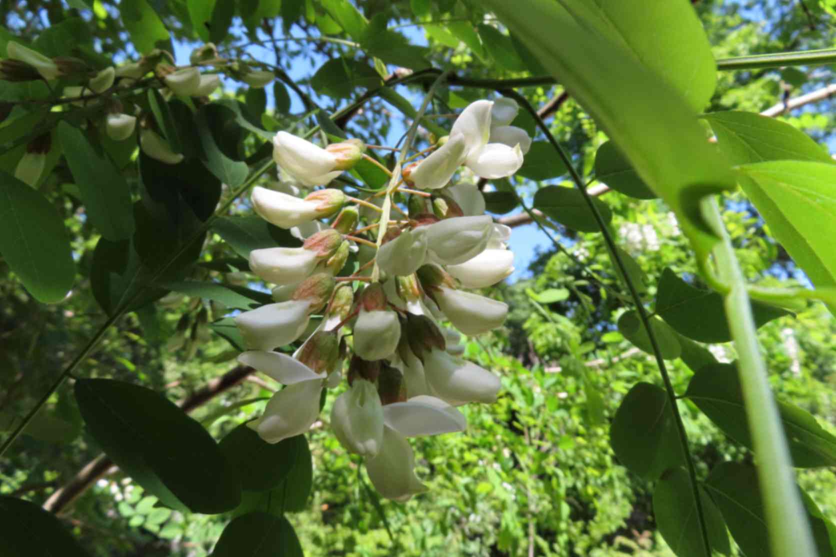 ニセアカシアの花が満開