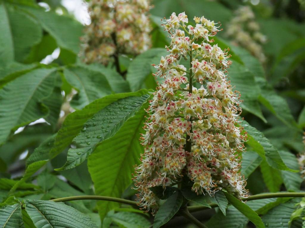 トチノキの花