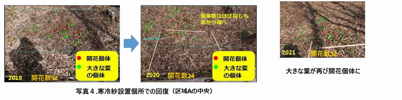 写真4.寒冷紗設置個所（A3）の回復状況