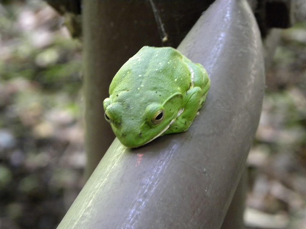 じっと動きません