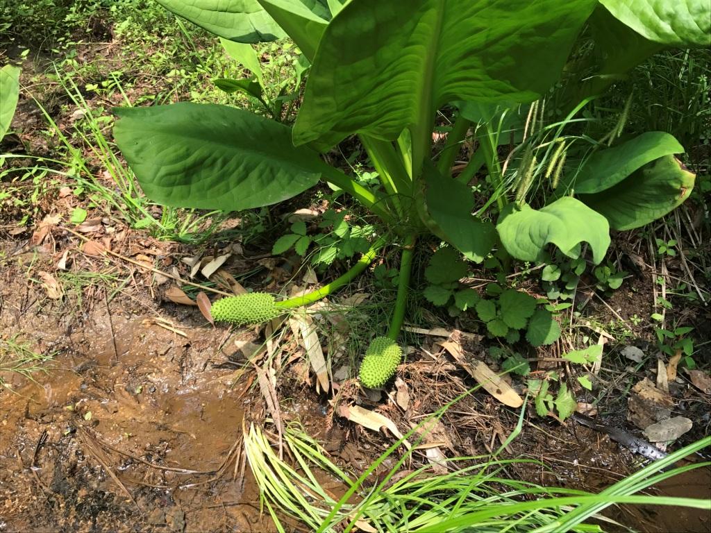 2018/5/17 ミズバショウの花穂