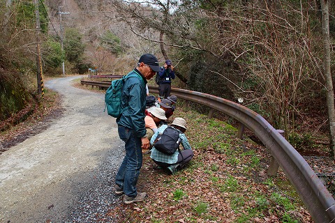 カキドオシ観察