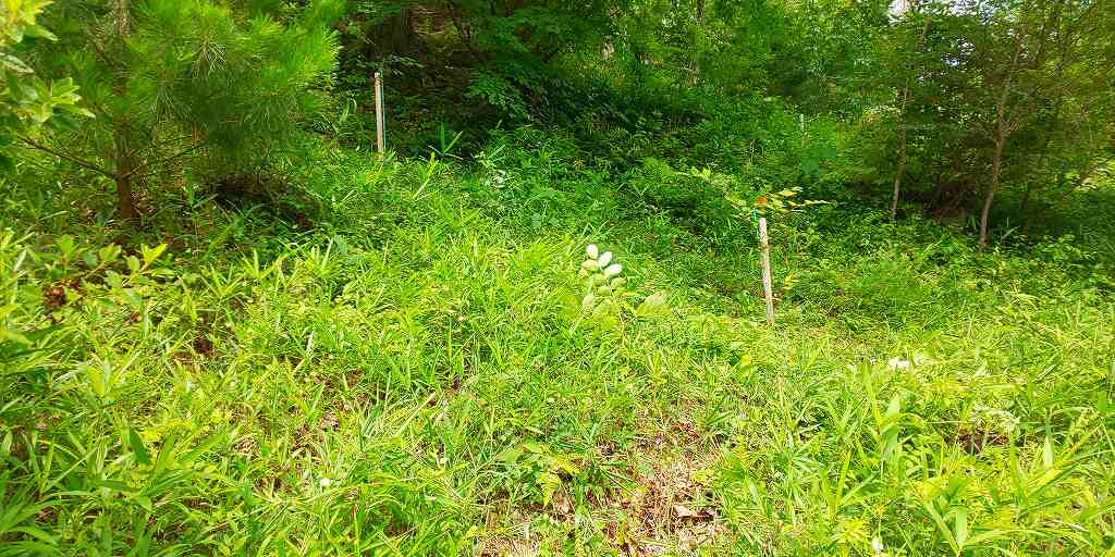 ヤマザクラ周りの草刈り後
