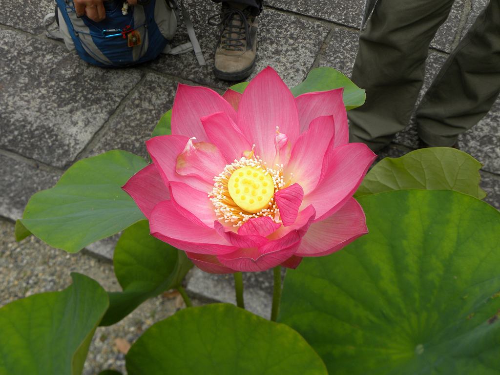 鶴林寺内に綺麗な蓮の花が咲いていました