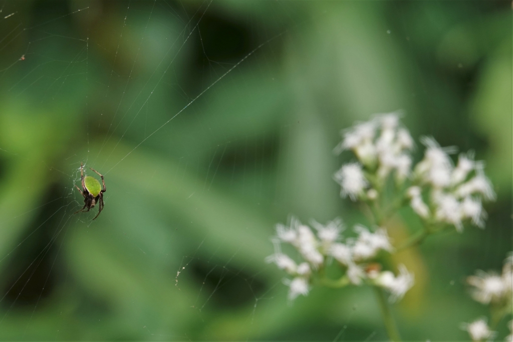 写真1 (f)ワキグロサツマノミダマシ