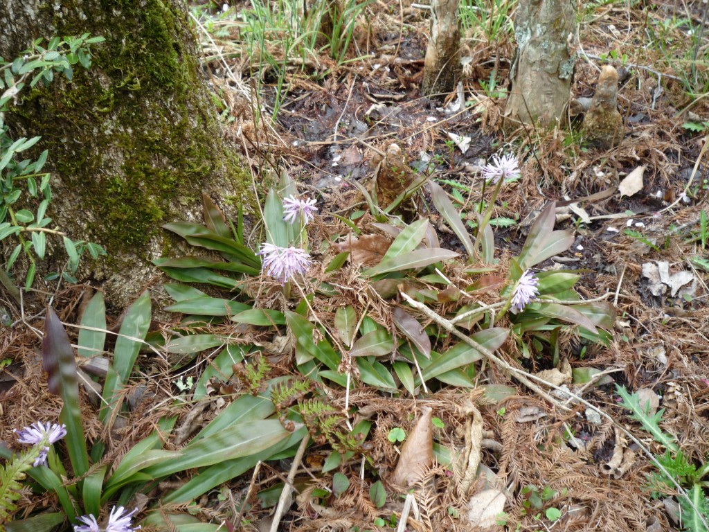 ショウジョウバカマ