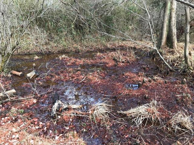 ミズバショウが無くなったカタクリの森前湿地