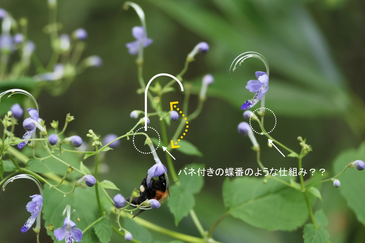 写真3c　花の可動構造