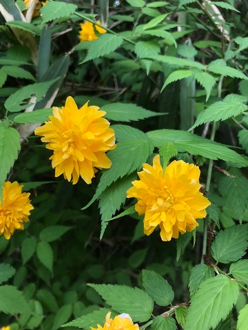 ヤマブキ
