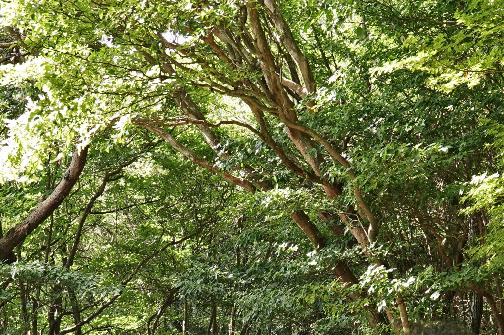 補足写真１a　リョウブの木肌（ちはや園地　らくらくの路）