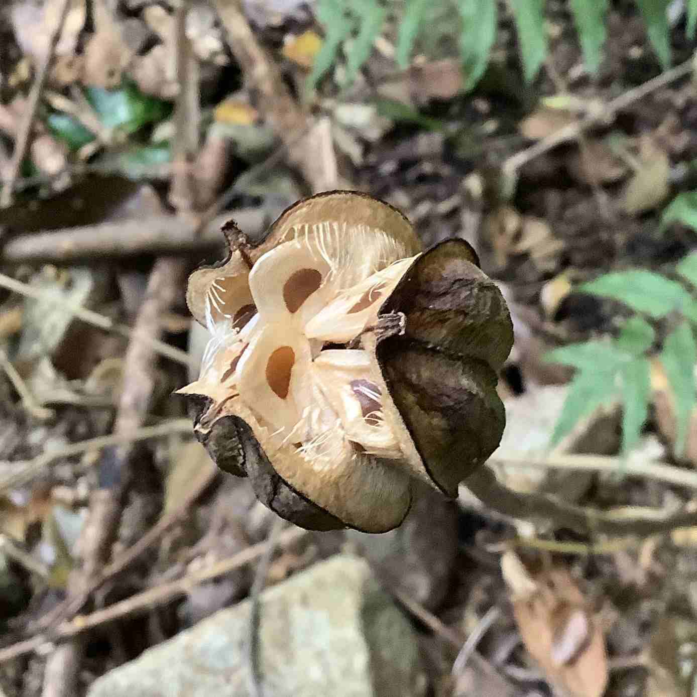 ウバユリの実