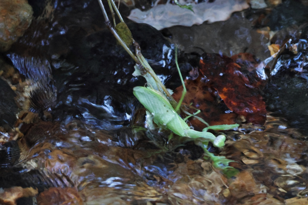 写真1 小川に入っていくカマキリ（くろんど園地）