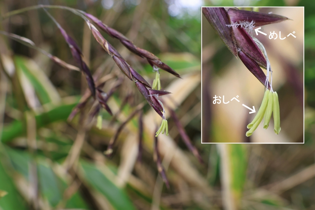 写真２　ササの花